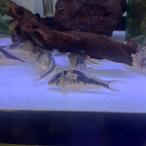 Semiaquilus Cory (Corydoras semiaquilus)