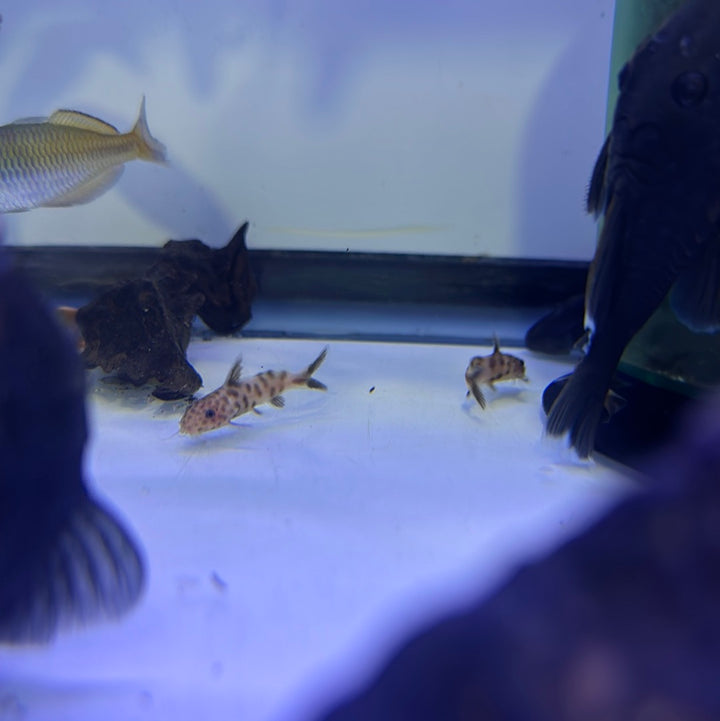 Pink petricola Synodontis Catfish ((Synodontis petricola .VAR))