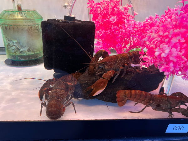 Monticola Crayfish (Cherax cf. monticola)