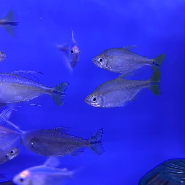 Yellow tail Congo Tetra (Alestopetersius caudalis)