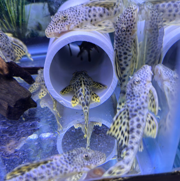 L075 / L124 Para Pleco (Peckoltia Sabaji)