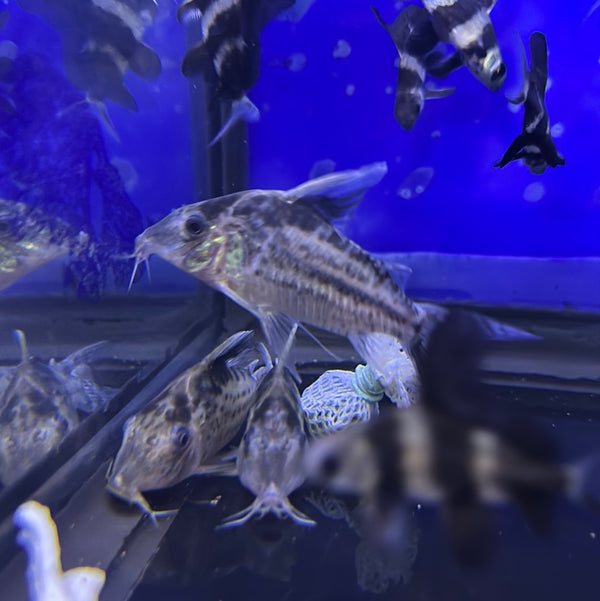 Robustus Cory (Corydoras robustus )