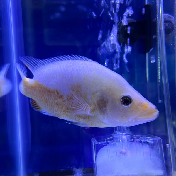 Red Dovii Cichlid ( Parachromis dovii )
