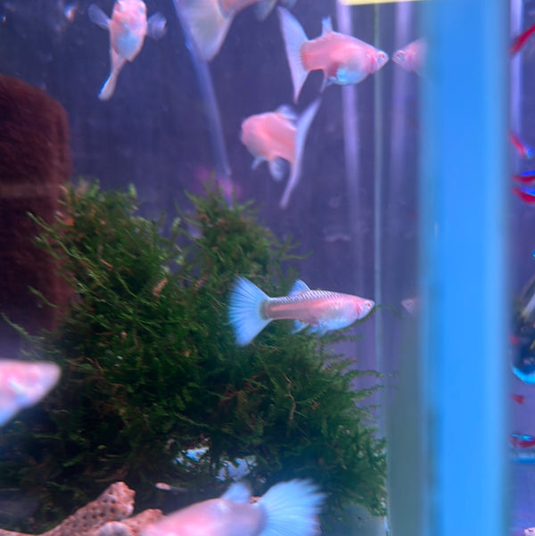 Albino platinum guppy (female) (Poecilia reticulata)