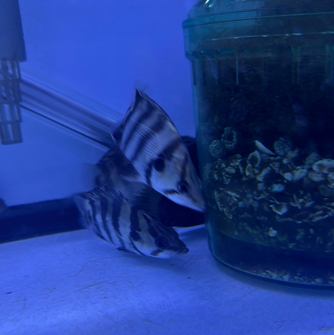 Silver Tiger Datnoid (Datnioides polota)