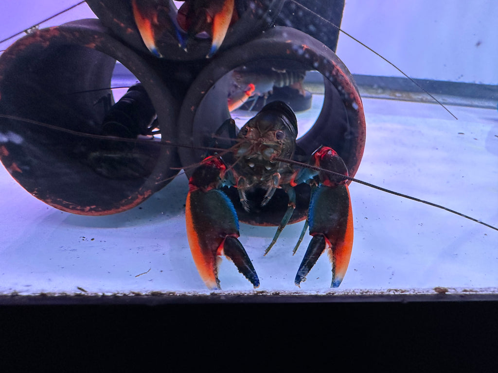 Black Kong Crayfish (Cherax alyciae)