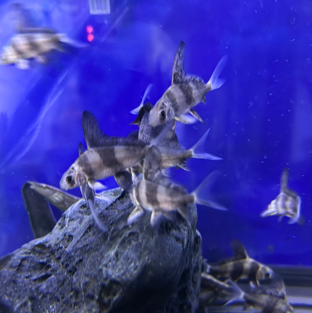 Hi fin banded shark (Myxocyprinus asiaticus) – monsteraquariumonline