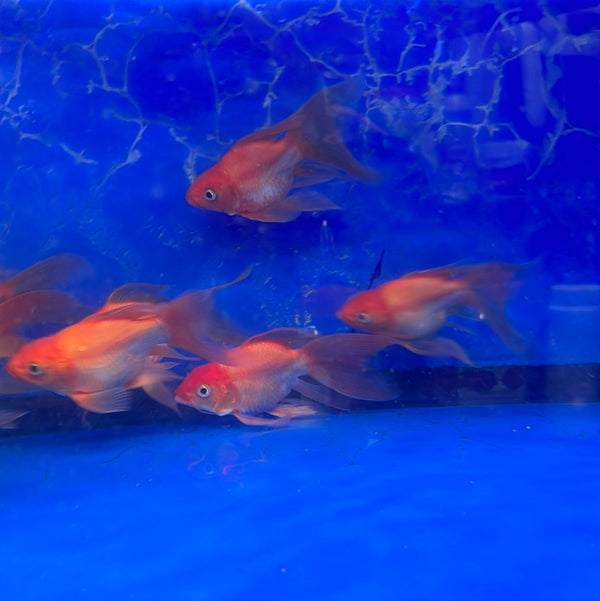 Red Shortbody Long Fin Koi (A Grade)( Cyprinus carpio )