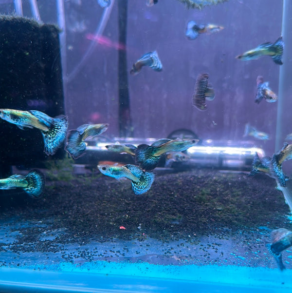 Black Mosaic guppy (male) (Poecilia reticulata)
