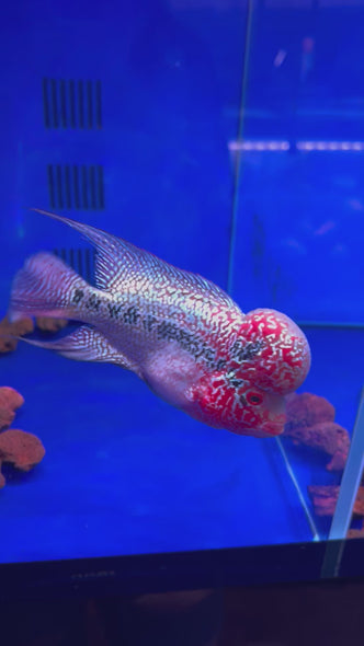 SRD Flowerhorn #1