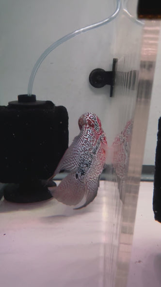 SRD Flowerhorn #17