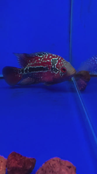 SRD Flowerhorn #02 female