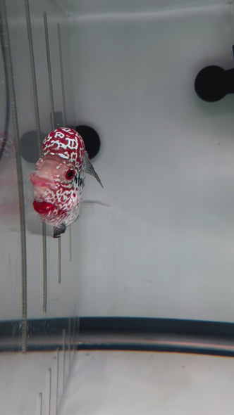 SRD Flowerhorn #49