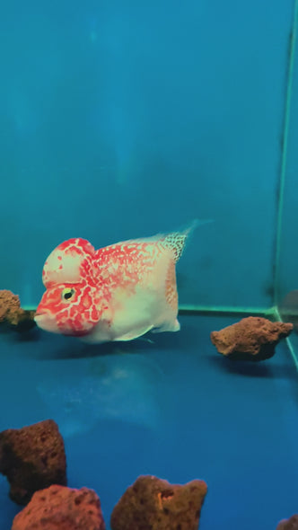 Fader Flowerhorn #09