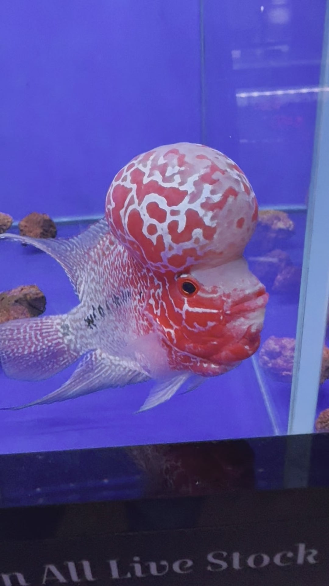 Buy Flowerhorn Fish Online Monster Aquarium
