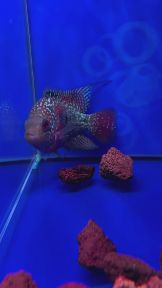 SRD Flowerhorn #05 female