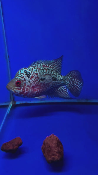 SRD Flowerhorn #04 female