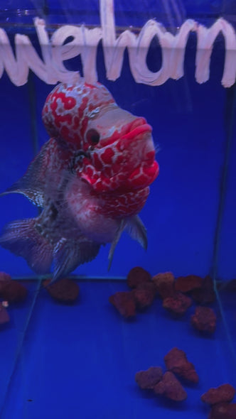 SRD Flowerhorn #15