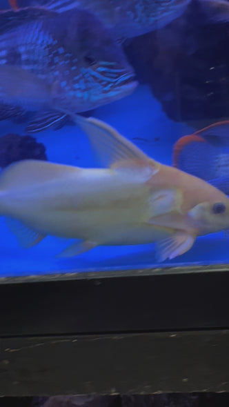 Yellow Nigrita Synodontis Catfish (Synodontis nigrita)