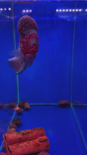 SRD Flowerhorn #14