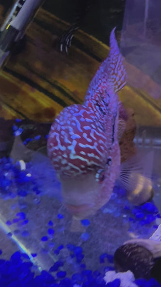 SRD Flowerhorn #22