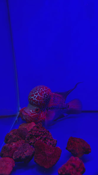 SRD Flowerhorn #117