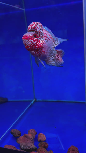 SRD Flowerhorn #24