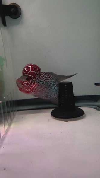 SRD Flowerhorn #21