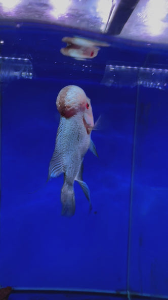 Thai silk Flowerhorn #one&only