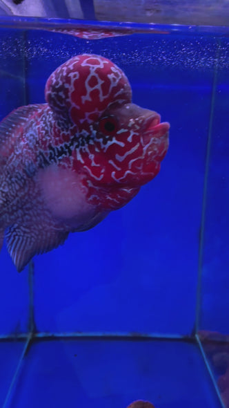 SRD Flowerhorn #112