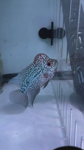 SRD Flowerhorn #42