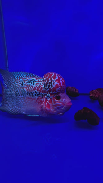 SRD Flowerhorn #06