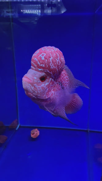 SRD Flowerhorn #02