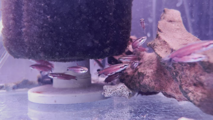 Cenepa Red Pencil fish (Nannostomus sp )