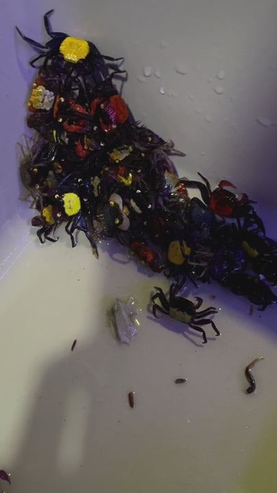 Vampire Crab (mix) (Geosesarma dennerle)