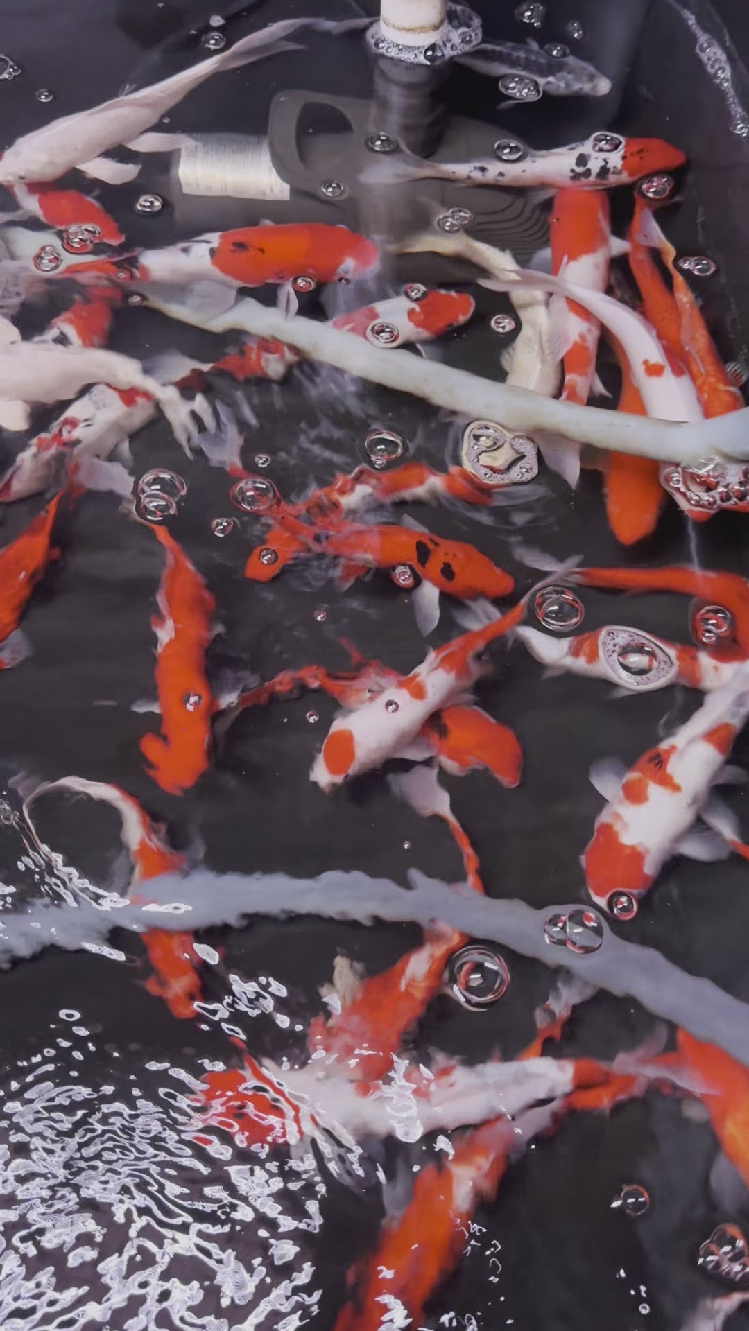 Buy Aquarium Gold Fish For Sale Online Fancy Goldfish For Sale New