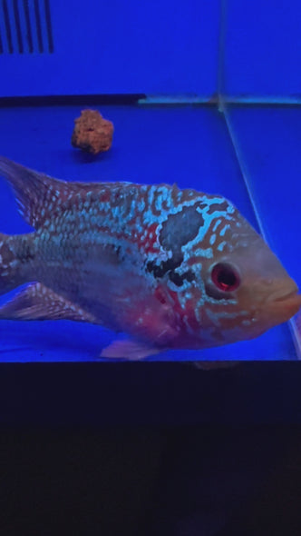 SRD Flowerhorn #01 female