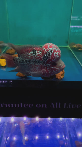 SRD Flowerhorn #25