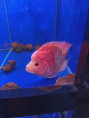 Hybrid Kohaho Flowerhorn parrot