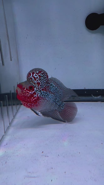 SRD Flowerhorn #43