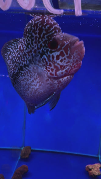 SRD Flowerhorn #12