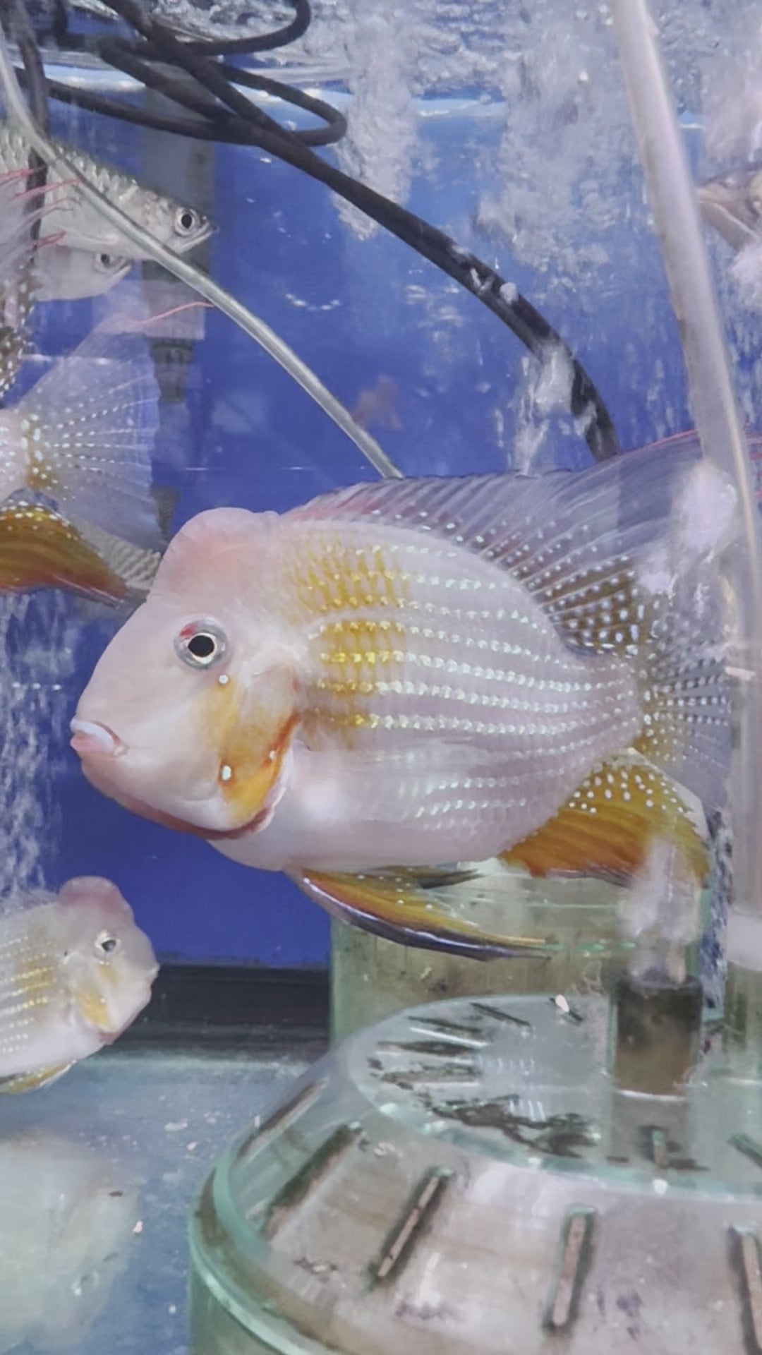 Hump Head short body Hecklii Geophagus (Acarichthys heckelii ...