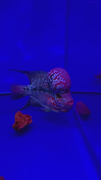 SRD Flowerhorn #03