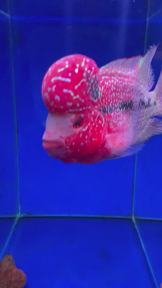 SRD Flowerhorn #3