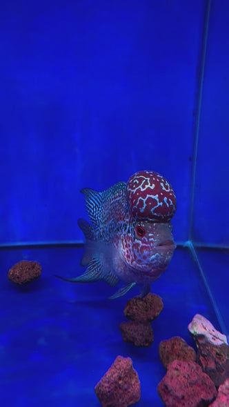 SRD Flowerhorn #2