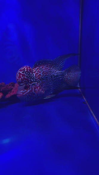 SRD Flowerhorn #01