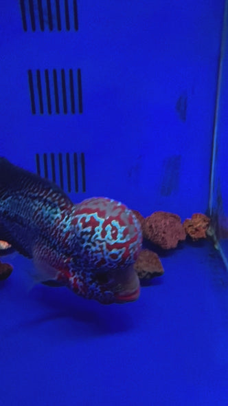 SRD Flowerhorn #113