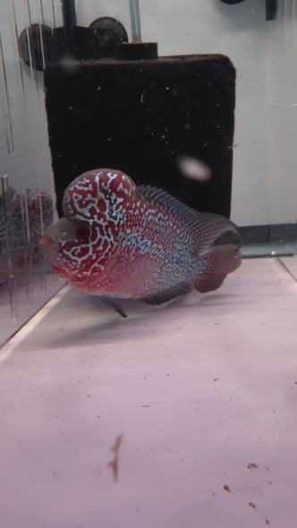 SRD Flowerhorn #18