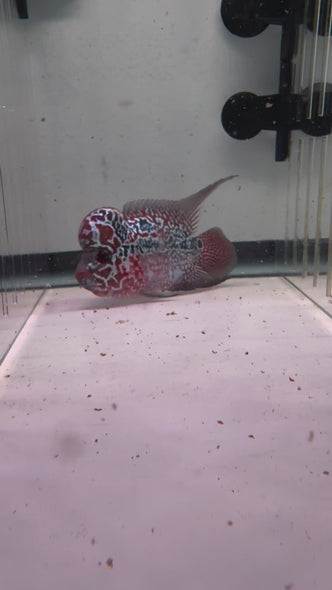 SRD Flowerhorn #19