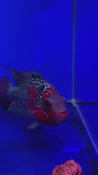 SRD Flowerhorn #07 female